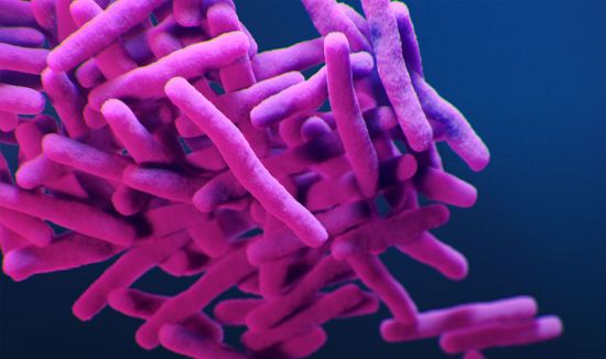 Mycobacterium tuberculosis, the bacteria that causes tuberculosis disease. Courtesy CDC (via Alissa Eckert and James Archer).