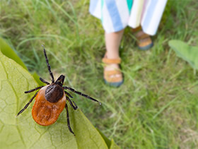 Tick on a green leaf and little girl' feet in sandals on a lawn in a natural park