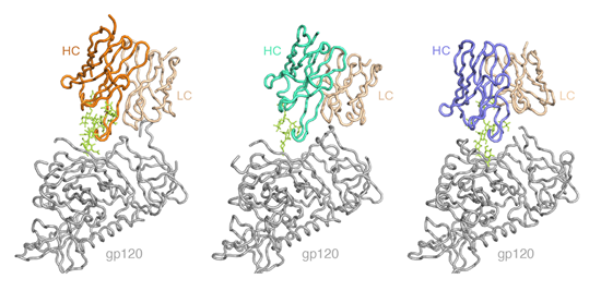 CAPTION_HERE Cryo-EM structures. Credit: Scripps Research