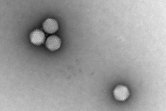 IMAGE: Shown is the engineered adenovirus designed to deliver HIV superantibody genes into B cells.