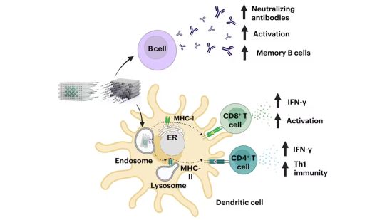 dendritic cells