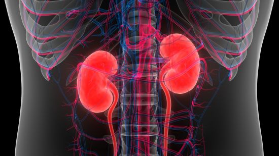 kidneys