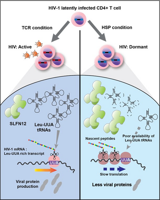 Graphical abstract of Shclafen 12 activity