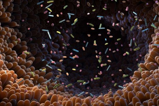 Gut microbiome