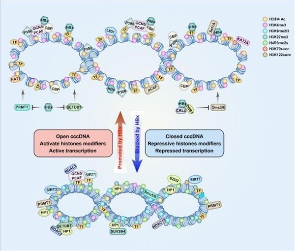 Schematic representation of histone-modifying factor recruitment on cccDNA minichromosomes in relation to viral protein HBx. In the presence of HBx, histone-modifying factors such as p300/CBP, Set1A, and HAT1 are activated and loaded onto cccDNA, resulting in an open configuration of the cccDNA minichromosomes. This open configuration allows viral gene transcription, which leads to a high level of viral replication. Conversely, in the absence of HBx, host restriction factors such as HDAC1, PRMT1, and SIRT3 are loaded onto cccDNA, resulting in a closed configuration of the cccDNA minichromosomes. This closed configuration leads to repression of viral gene transcription, resulting in a low level of viral replication. PRMT1, arginine methyltransferase 1; CBP, CREB binding protein; HDAC1, histone deacetylase 1; SIRT3, sirtuin 3; HAT1, histone acetyltransferase 1. Schematic representation of histone-modifying factor recruitment on cccDNA minichromosomes in relation to viral protein HBx. In the presence of HBx, histone-modifying factors such as p300/CBP, Set1A, and HAT1 are activated and loaded onto cccDNA, resulting in an open configuration of the cccDNA minichromosomes. This open configuration allows viral gene transcription, which leads to a high level of viral replication. Conversely, in the absence of HBx, host restriction factors such as HDAC1, PRMT1, and SIRT3 are loaded onto cccDNA, resulting in a closed configuration of the cccDNA minichromosomes. This closed configuration leads to repression of viral gene transcription, resulting in a low level of viral replication. PRMT1, arginine methyltransferase 1; CBP, CREB binding protein; HDAC1, histone deacetylase 1; SIRT3, sirtuin 3; HAT1, histone acetyltransferase 1.