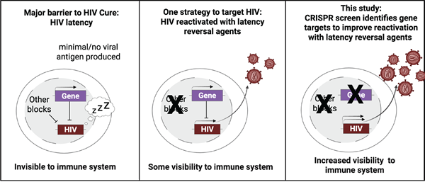 Overview of screening principle. Prior to latency reversal, latent HIV is blocked from reactivation by multiple mechanisms (left panel). Treatment with known latency reversal agents allows some HIV reactivation (middle panel). Increased HIV reactivation occurs when LRA treatment is combined with targeted knockout of genes that suppress HIV (right panel). Image provided by study authors. A schematic of latent HIV being reactivated through treatment with latency reversal agents, which are enhanced by gene knockout via CRISPR screening.lation