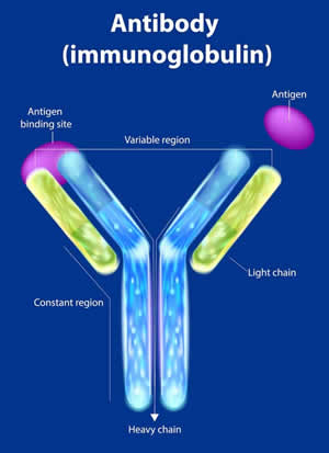 Antibody (immunoglobin)