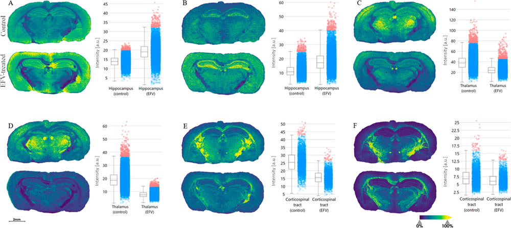 These images show the lipid distribution in tissue samples treated with the HIV drug Efavirenz (lower image in each pairing) and untreated samples. The charts accompanying each pair of images quantify the different in expression of a particular lipid between the treated and untreated samples. (ACS Pharmacol. Transl. Sci. 2024, 7, 8, 2379-2390)