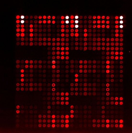 microarray candidate illustration of a raw microarray scan. each spot is an antibody reacting with a specific antigen or protein from bacterium.