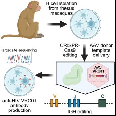 Graphical abstract describing the B cell engineering approach employed by the group. Image from original publication.