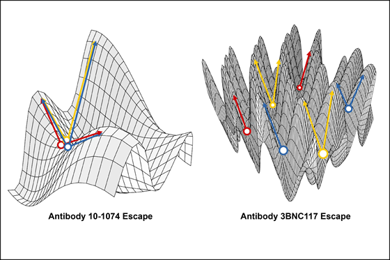 A side-by-side scientific chart comparing how HIV mutates and climbs a fitness landscape to escape the antibodies 10-1074 and 3BNC117.